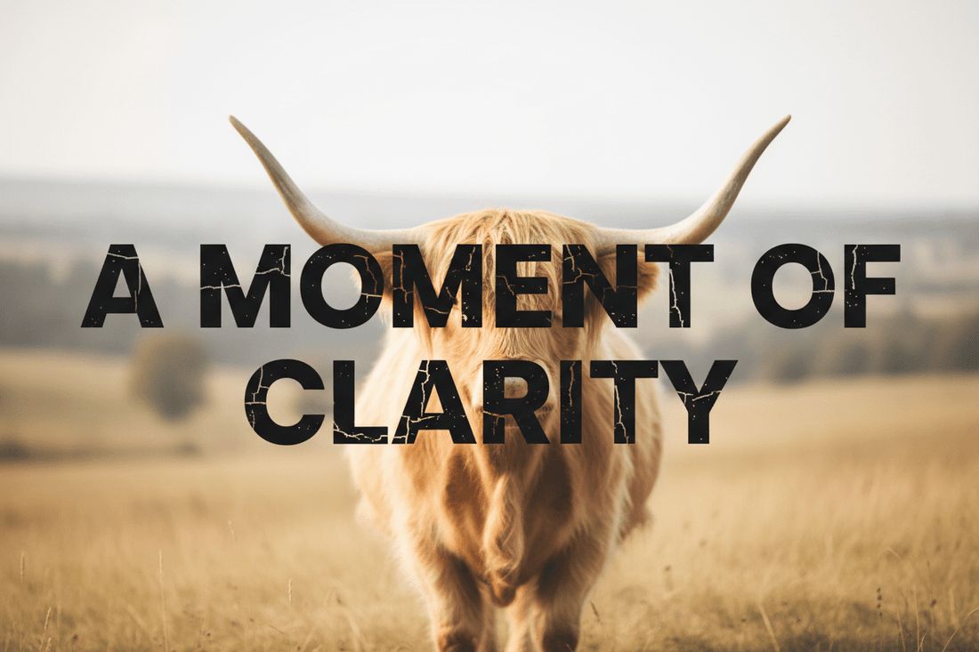 Mud Season: A Moment of Clarity (A surprisingly thoughtful statement from a Highland cow who has seen things.) - HomesteadHoboz